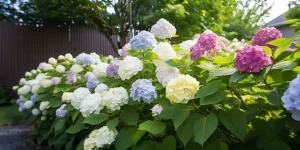 Sadzonki hortensji bukietowej